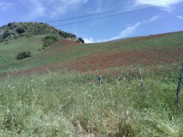 LaSulla_CampoSulla_0619