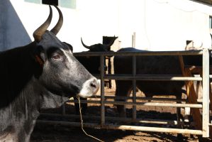 LaSulla_IMG_0949_1_Benessere_Animale
