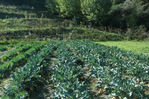 La_Sulla_Orto_IMG_1007_WEB