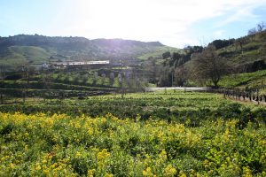 La_Sulla_Orto_IMG_2701_WEB